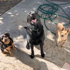 Meet your Posher, Samantha